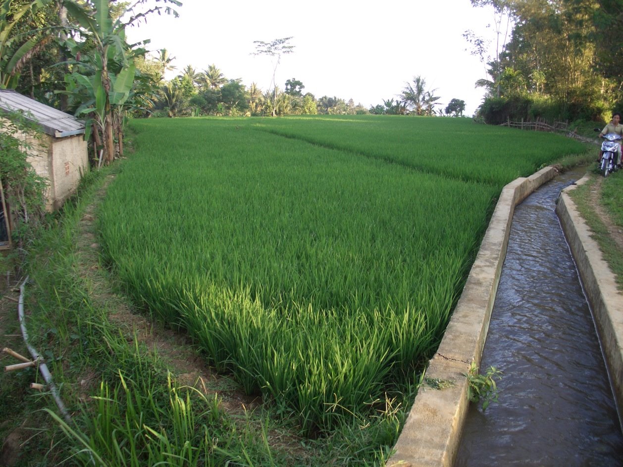 Wedge-shaped rice paddy, Cilitung