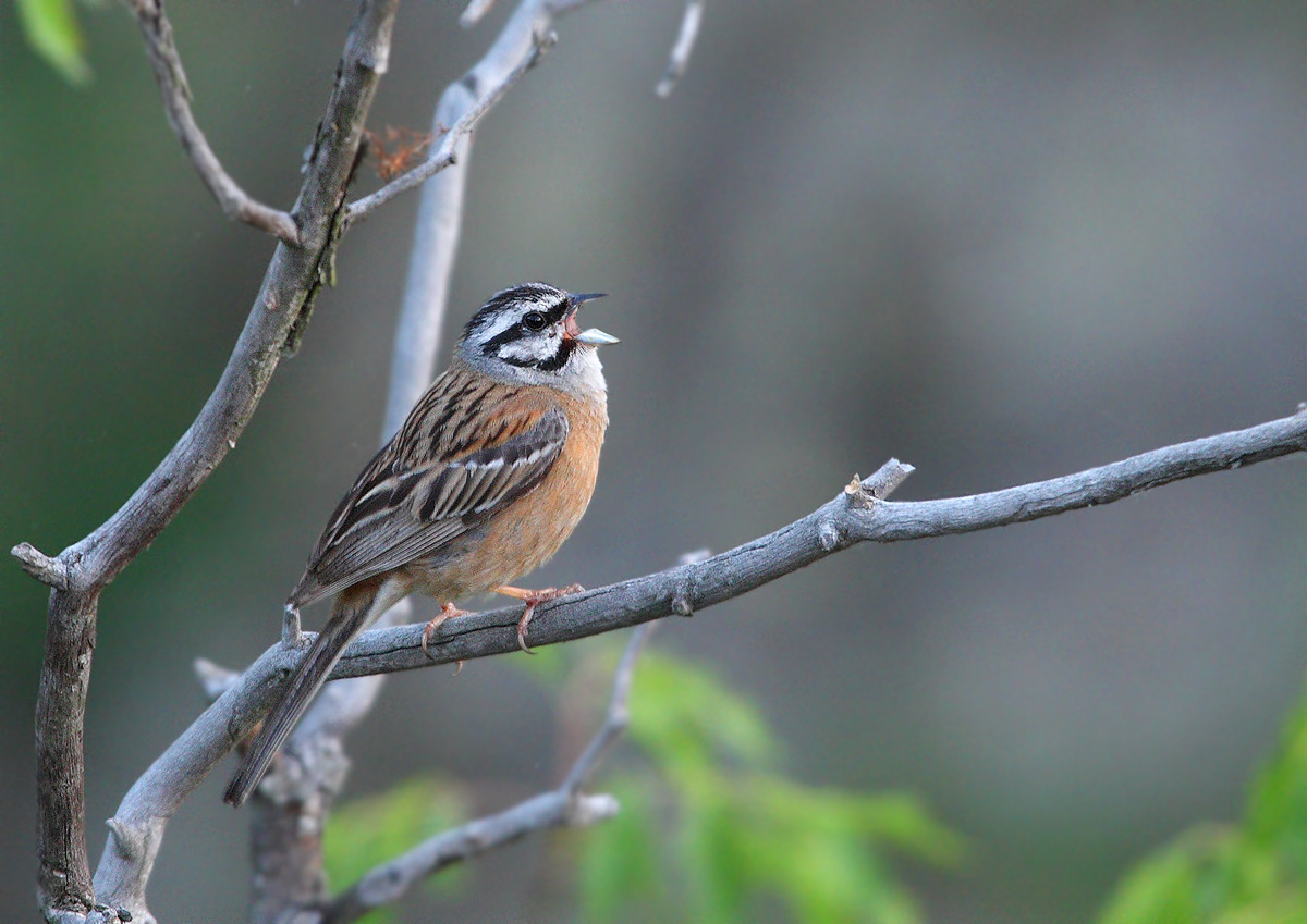 Rock Bunting