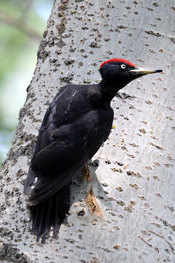 Woodpeckers of the World Genus Dryocopus
