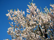 FLORACIÓN DE LOS ALMENDROS EN LA RODA