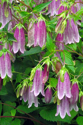 Aren't these flowers gorgeous?