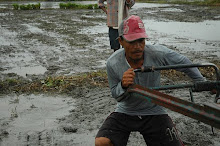 Farmer, Hacienda Luisita