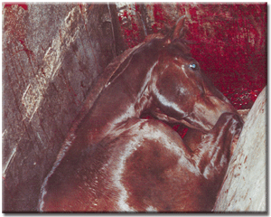 Inhumane Slaughter