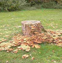 [tree_stump.jpg]