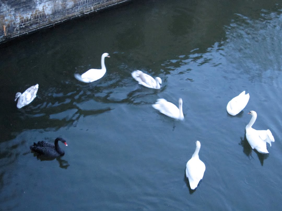 [Germany+0210+15_black_swan.JPG]