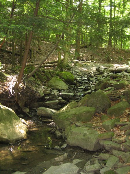 [gorge_trail.jpg]