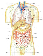 身体前面的内脏与经穴
