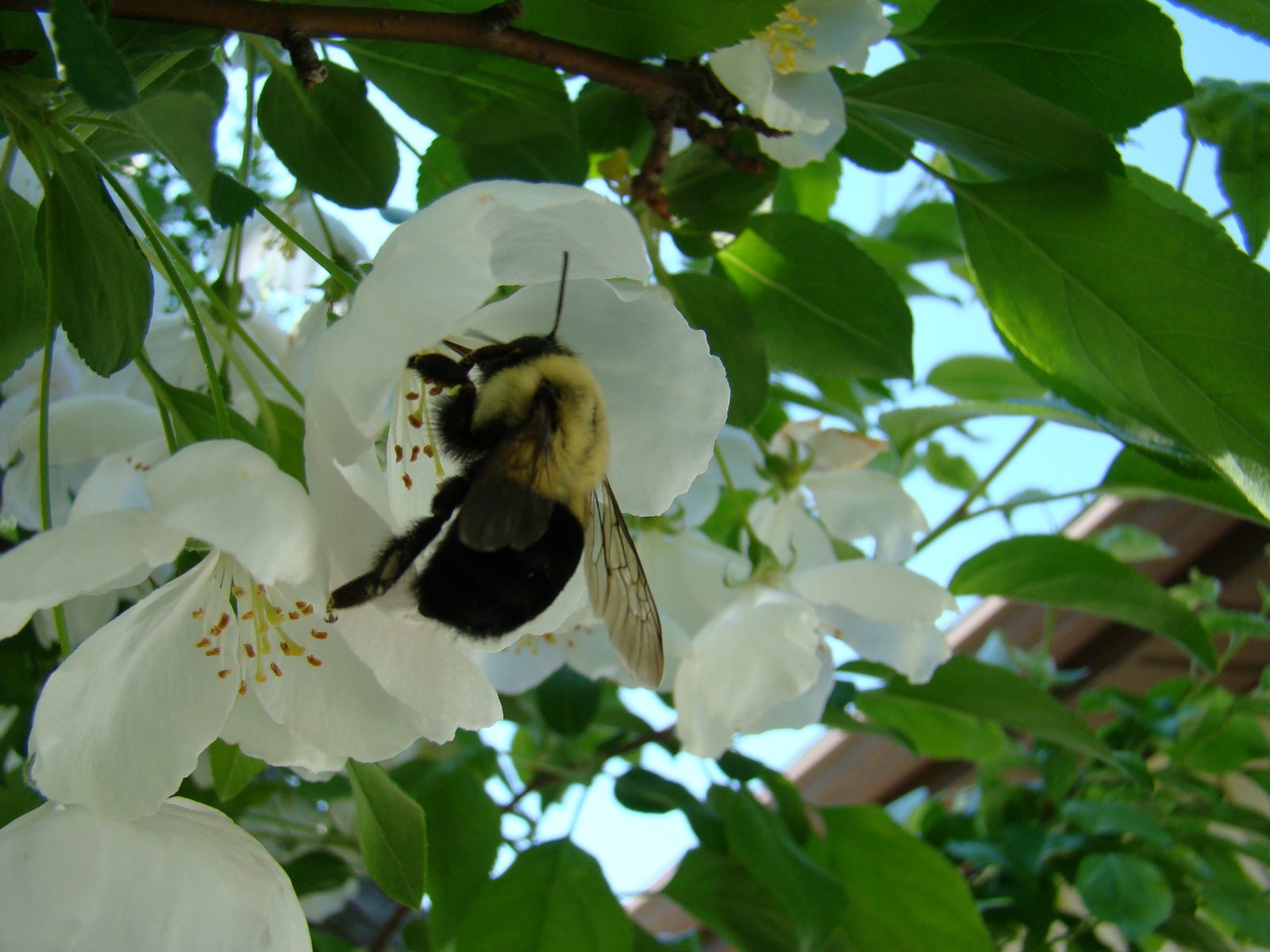 Bumblebees Fly Anyway