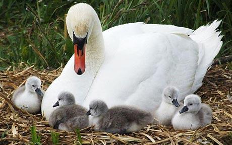 Swan With Cygnets