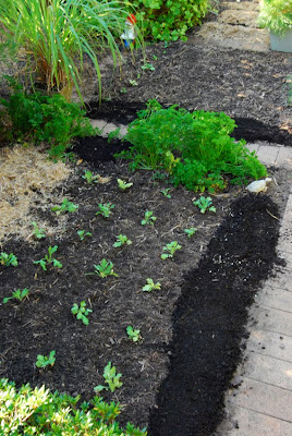 poppy seedlings too leggy poppy seedlings too leggy