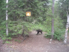 Young Black Bear