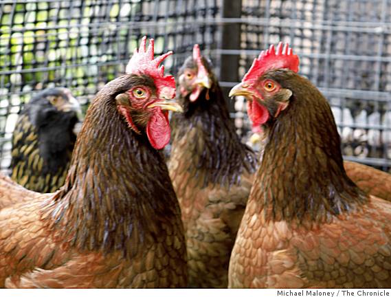 [chickens.jpg]