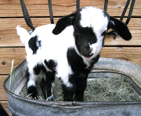 [baby+feinting+goat.jpg]