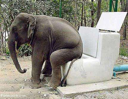 pics funny animals