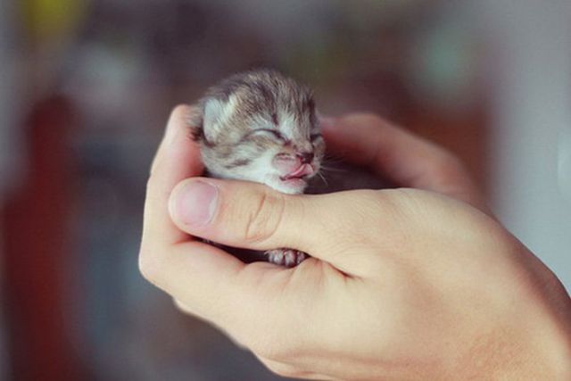اصغر الحيوانات في العالم .  Funny+Smallest+Pets+Photos+%25289%2529