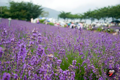 lavanda kawaguchi by dantada