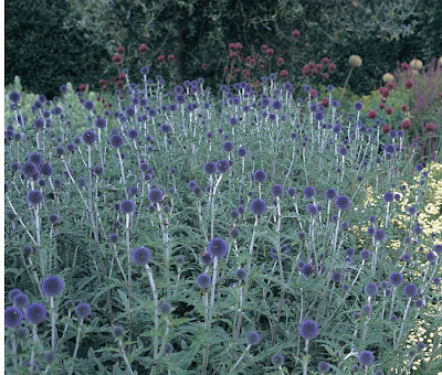 Echinops+ritro+Veitchs+Blue.jpg