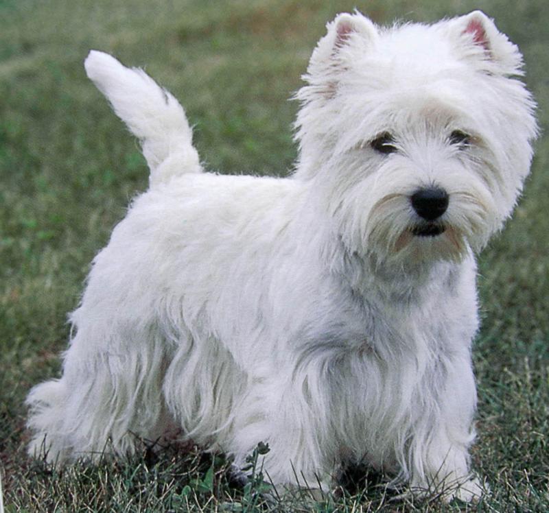 Dima ;; West Highland White Terrier West+highland+terrier