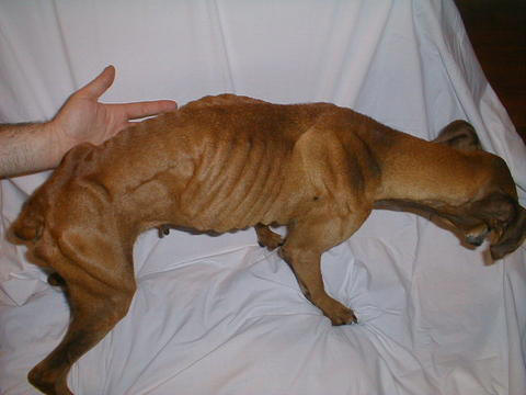 Food For Dogs With Ascites Food For Dogs With Ascites