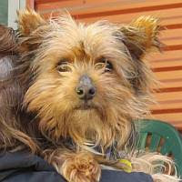 Australian Terrier Cross