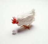 [chicken_egg.jpg]