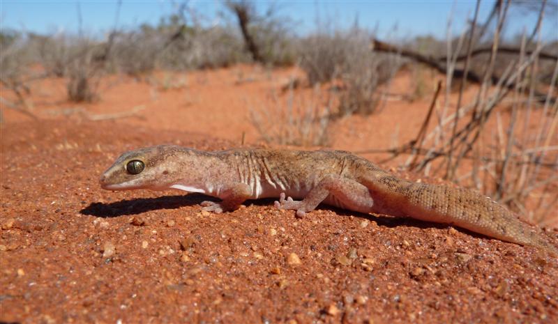 WA Zoologist: The Geckos and Legless Lizards