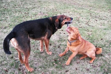 Maxi and Pumpkin