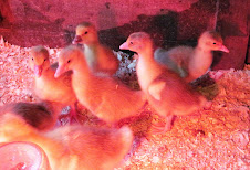 Goslings at 7 days old