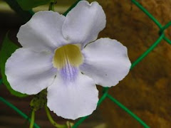 white flower