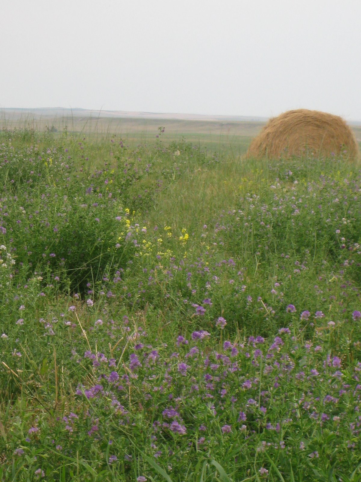 [IMG_0466.JPG]