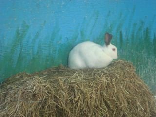 [rabbit]