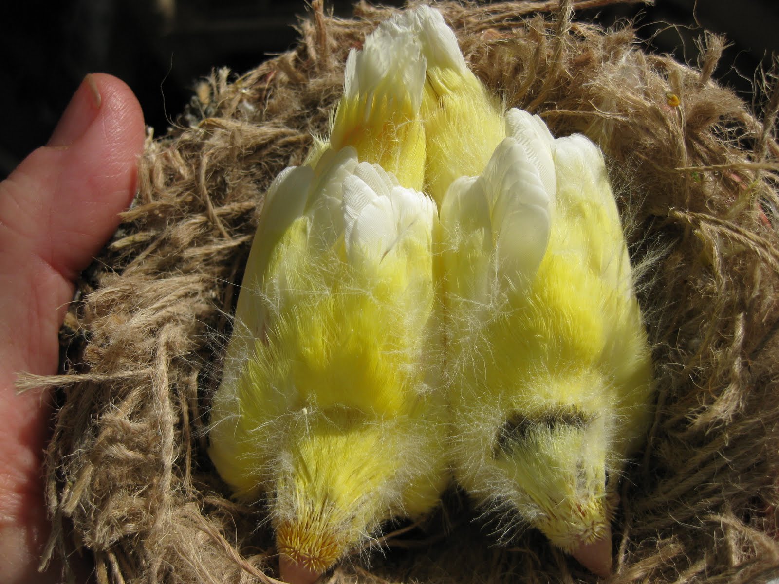 german mature and boy