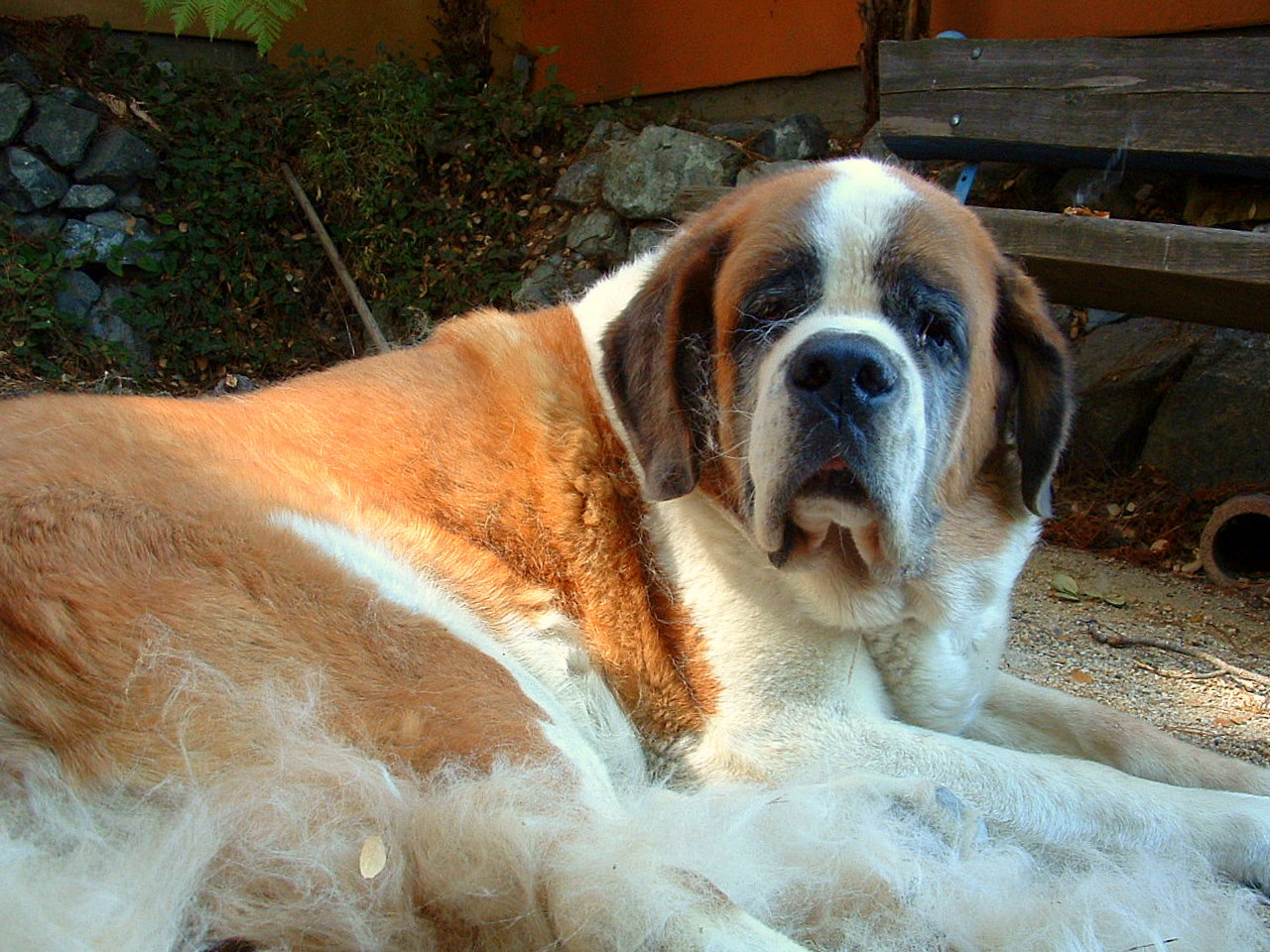 Short Haired St Bernard Galhairs