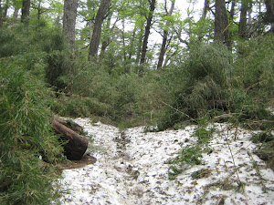 Snow on the Trail ... Huerquehue Park