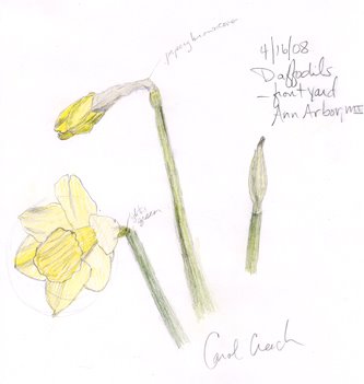 [Daffodils-Apr08-bright-72-sm.jpg]
