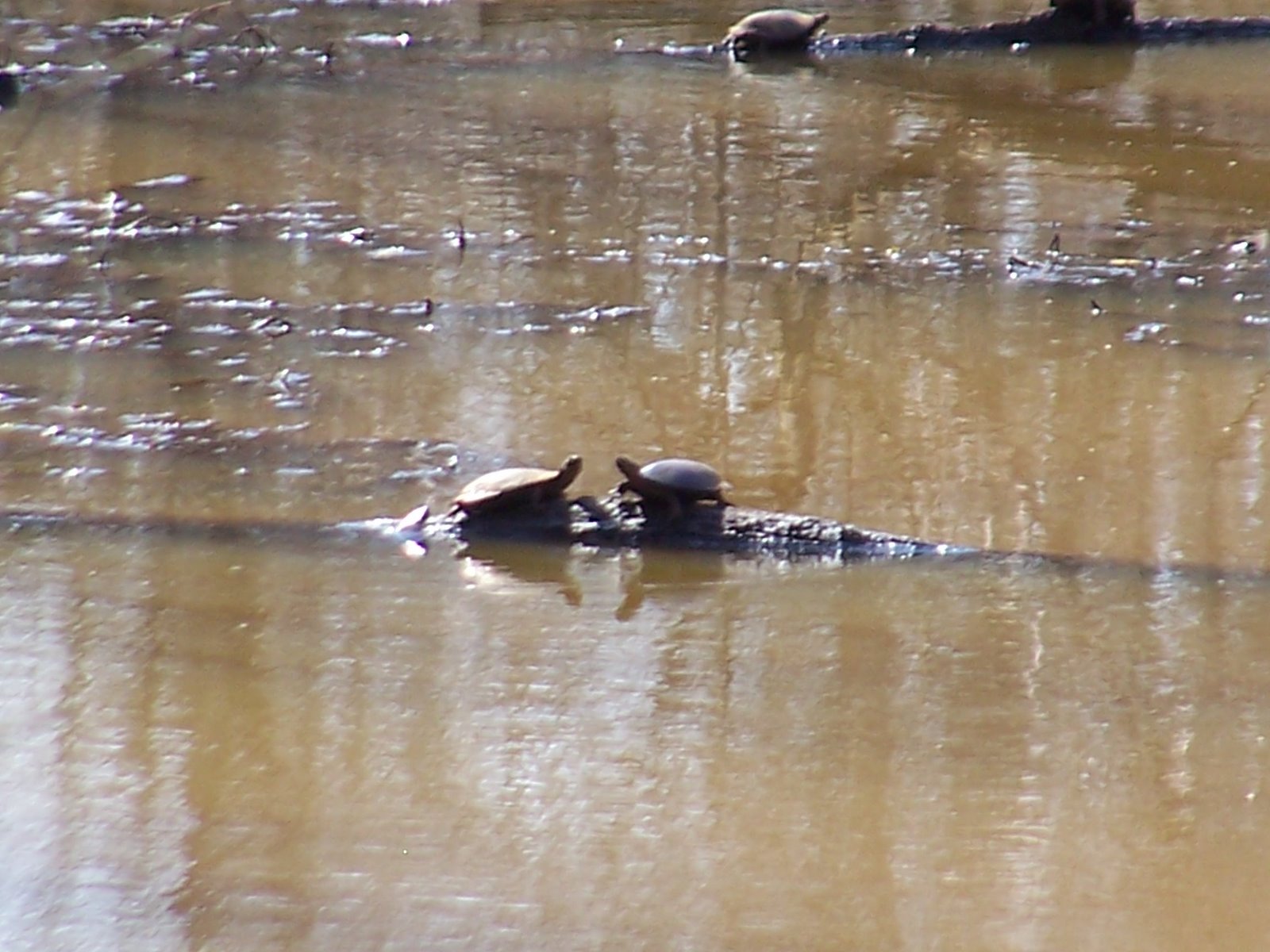 [Turtle+Family.jpg]