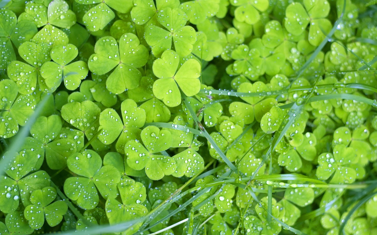 http://3.bp.blogspot.com/_HNBHgCgg_UY/TR_UxdncrPI/AAAAAAAAAUY/avBmOjfu-8Q/s1600/inish+clovers.bmp