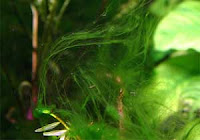 hair+algae.jpg