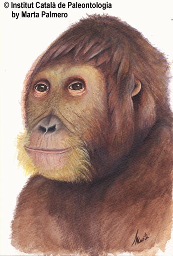 [Anoiapithecus_reconstrucció.jpg]