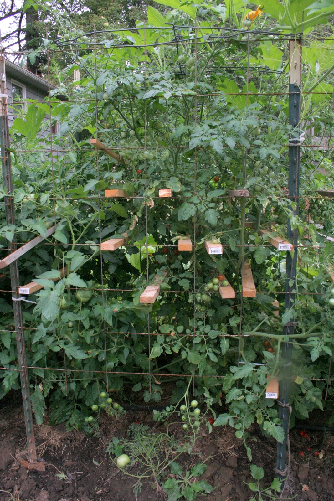 Home�s Jewels The Proven Tomato Cage for Tall Tomato Plants