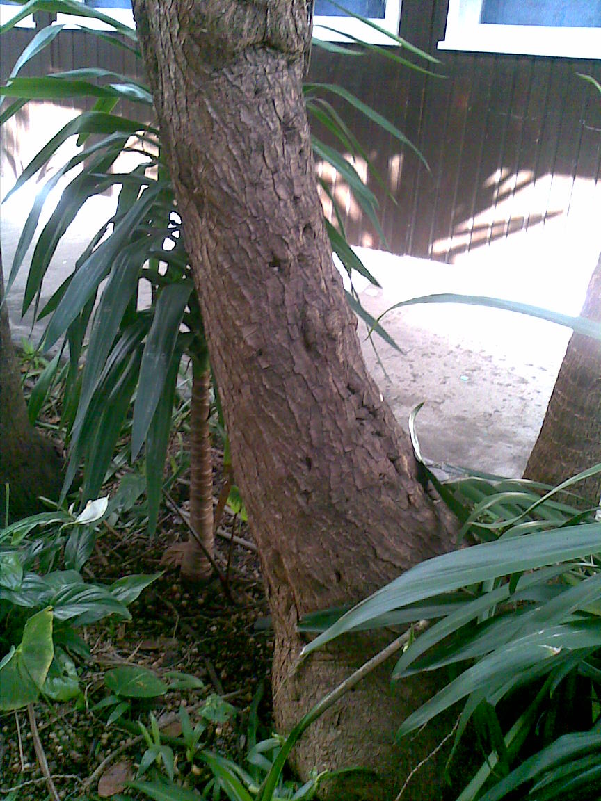 [tronco1.jpg]