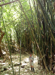 Bamboo Forest