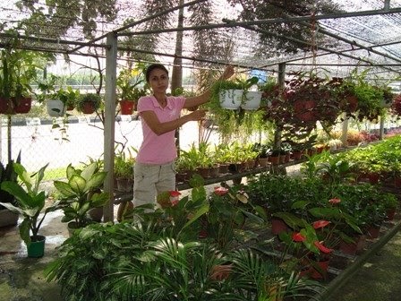 OutDoorFreak: Pokok bunga gantung