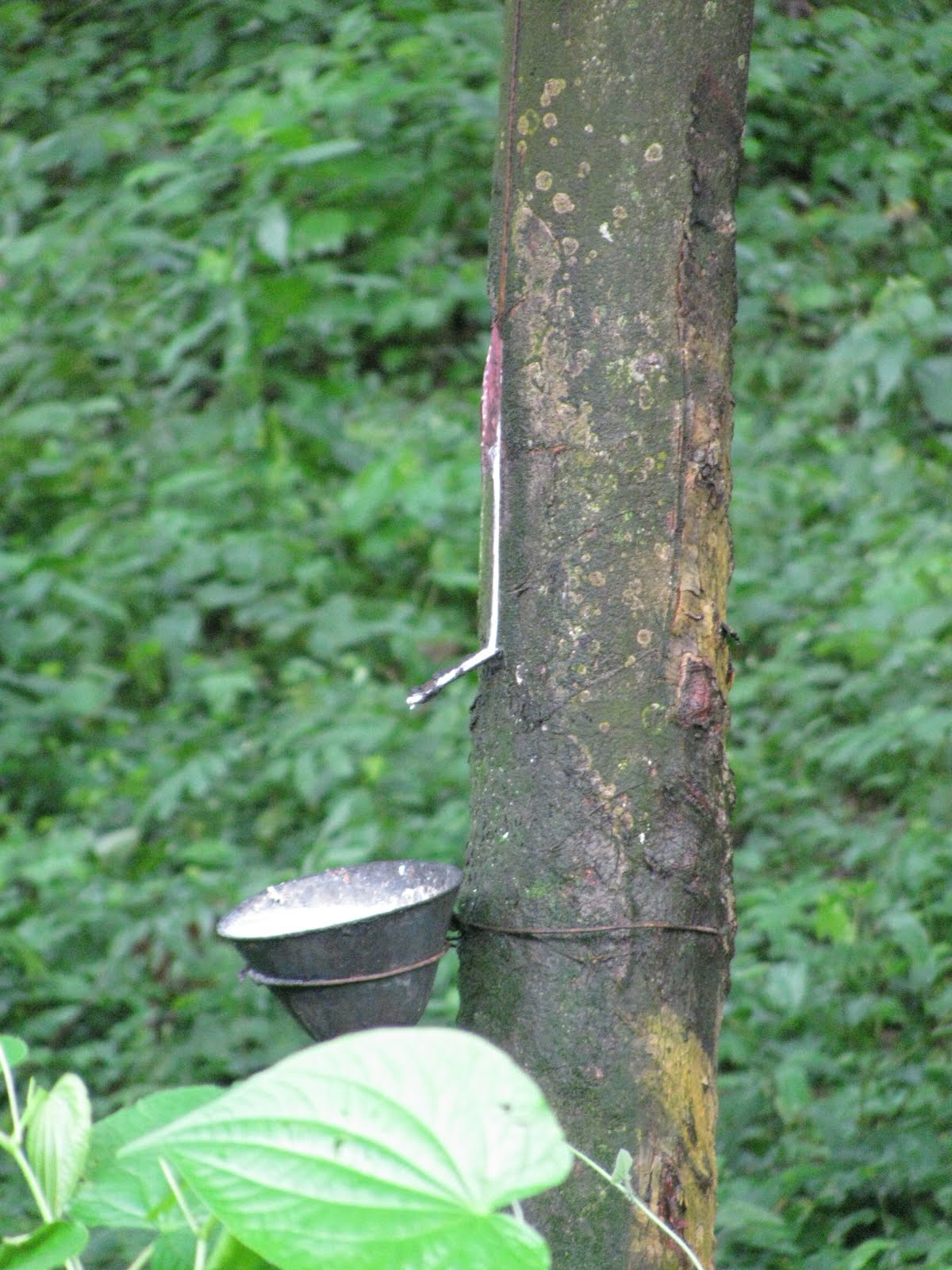 Levi's Ledge How rubber is made