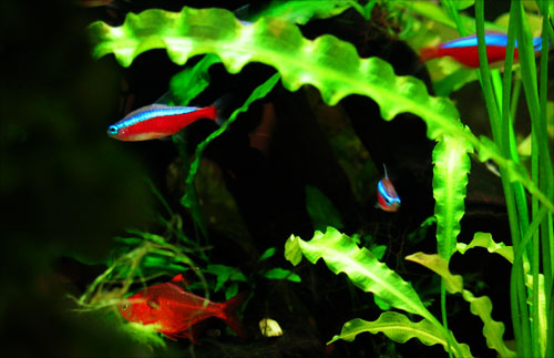 FOTOS DE PECES ORNAMENTALES fotos de peces ornamentales: