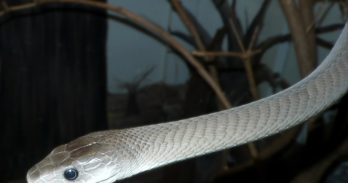 Predators: Black Mamba