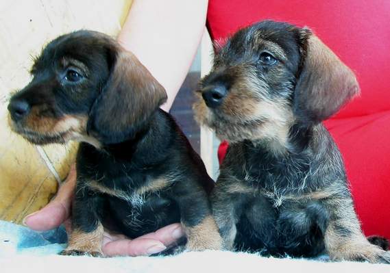 Tenemos muchos cachorros pero nuestra Mami no puedo tener todos