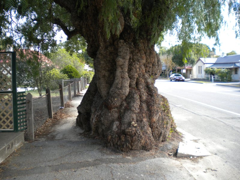 Veteran Tree Group Australia Defiant Pepper Trees at Greenock SA