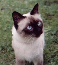 La maman des chatons