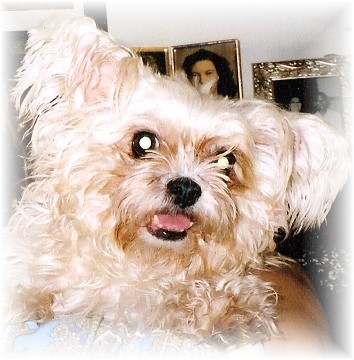 [Blog+Gizzy+Girl.jpg]